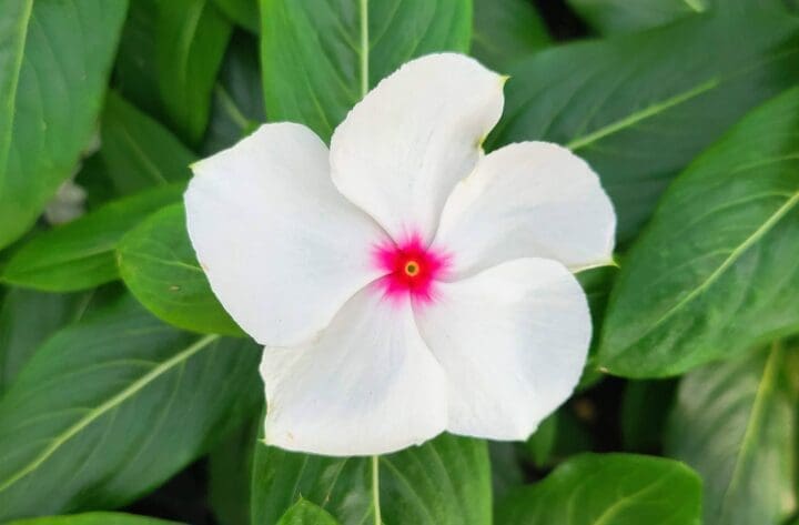 Vinca Cora Cascade Polka Dot - Pahl's Market - Apple Valley, MN