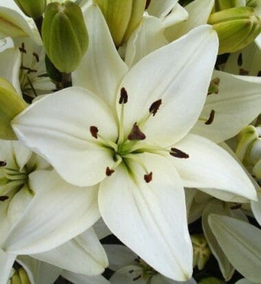 Tiny Crystal Asiatic Lily - Pahl's Market - Apple Valley, MN