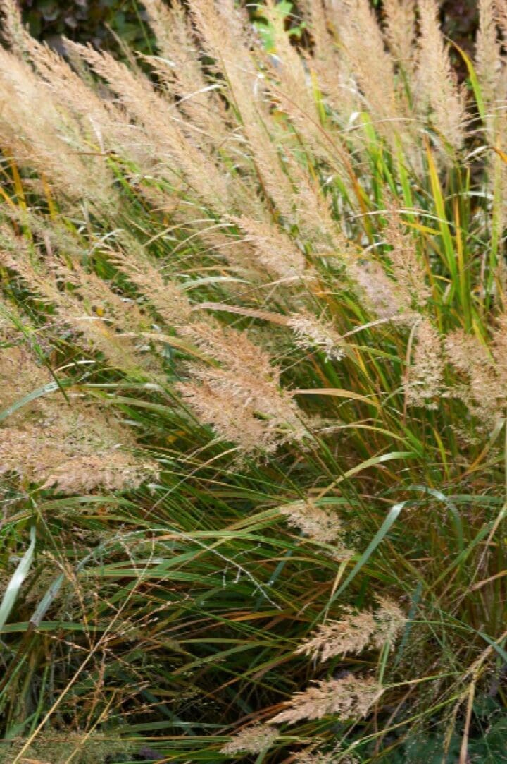 Korean Feather Reed Grass Pahls Market Apple Valley Mn