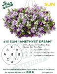 Moss Basket Mix #15 - Amethyst Dream (Sun) - Patio Pot