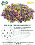 Moss Basket Mix #16 - Bahama Beach (Sun) - Patio Pot