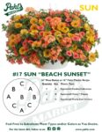 Moss Basket Mix #17 - Beach Sunset (Sun) - Patio Pot