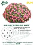 Moss Basket Mix #18 - Bermuda Skies (Sun) - Patio Pot