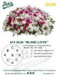 Moss Basket Mix #19 - Blind Love (Sun) - Patio Pot