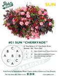 Moss Basket Mix #21 - Cherryade (Sun) - Patio Pot