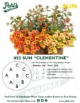 Moss Basket Mix #22 - Clementine (Sun) - Patio Pot