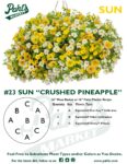 Moss Basket Mix #23 - Crushed Pineapple (Sun) - Hanging Basket