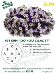 Moss Basket Mix #24 - Do You Lilac It (Sun) - Patio Pot