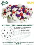 Moss Basket Mix #25 - Feeling Patriotic (Sun) - Patio Pot