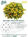 Moss Basket Mix #26 - Field of Gold (Sun) - Patio Pot