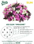 Moss Basket Mix #28 - Imagine (Sun) - Patio Pot