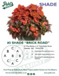 Moss Basket Mix #3 - Brick Road (Shade) - Patio Pot