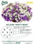 Moss Basket Mix #32 - Misty Seas (Sun) - Patio Pot