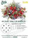 Moss Basket Mix #33 - Only In America (Sun) - Patio Pot