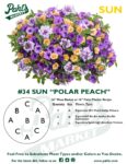 Moss Basket Mix #34 - Polar Peach (Sun) - Patio Pot