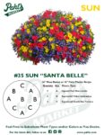 Moss Basket Mix #35 - Santa Belle (Sun) - Patio Pot