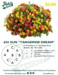 Moss Basket Mix #36 - Tangerine Dream (Sun) - Patio Pot