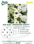 Moss Basket Mix #38 - Wedding Knot (Sun) - Patio Pot