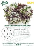 Moss Basket Mix #39 - Dandy Dream (Sun) - Patio Pot