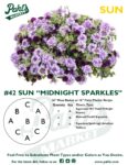 Moss Basket Mix #42 - Midnight Sparkles (Sun) - Patio Pot