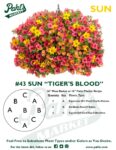 Moss Basket Mix #43 - Tiger's Blood (Sun) - Patio Pot