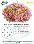 Moss Basket Mix #44 - Bermuda Sun (Sun) - Patio Pot