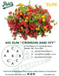 Moss Basket Mix #45 - Crimson and Ivy (Sun) - Patio Pot