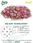 Moss Basket Mix #46 - Sunglasses (Sun) - Hanging Basket