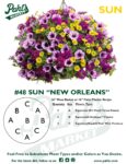 Moss Basket Mix #48 - New Orleans (Sun) - Patio Pot