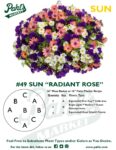 Moss Basket Mix #49 - Radiant Rose (Sun) - Patio Pot