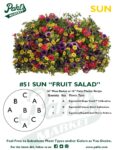 Moss Basket Mix #51 - Fruit Salad (Sun) - Hanging Basket