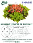 Moss Basket Mix #6 - Eclipse of the Sun (Shade) - Patio Pot