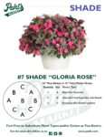 Moss Basket Mix #7 - Gloria Rose (Shade) - Patio Pot