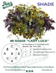 Moss Basket Mix #8 - Lady Luck (Shade) - Patio Pot