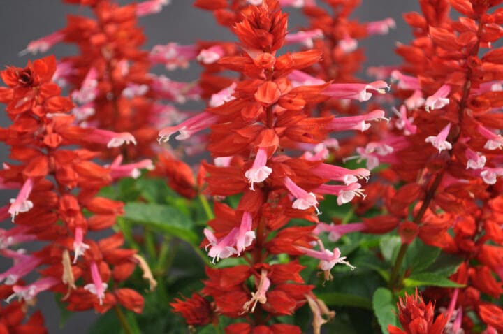 Grandstand Candy Apple Salvia