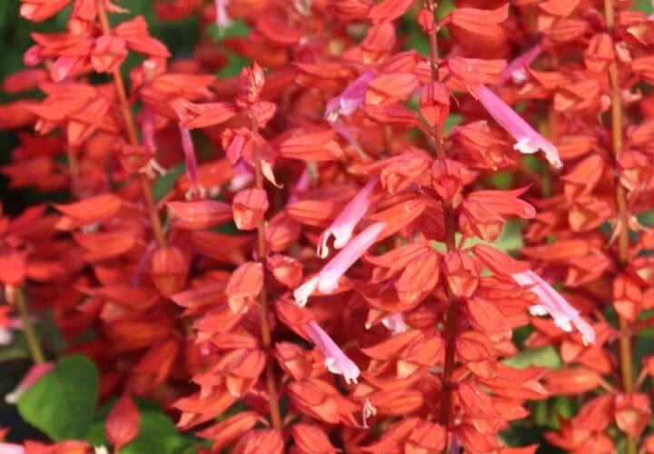 Grandstand Candy Apple Salvia - Image 2