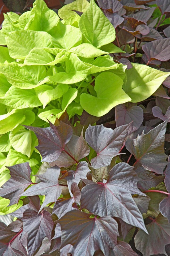 Sweet Caroline Mixed Sweet Potato Vine 10" Hanging Basket