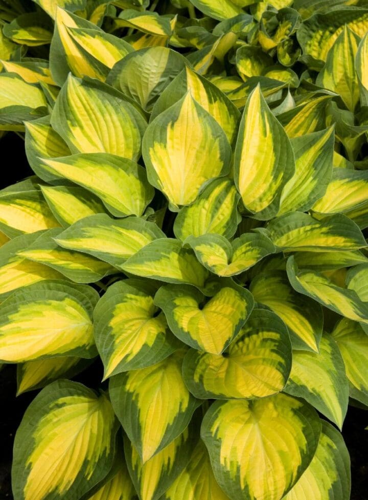 Orange Marmalade Hosta