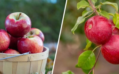 Explore the Triumph Apple Tree: Adding New Flavor to Our Apple Selection