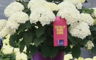 More Blooms, Less Effort: Meet the Flowerfull™ Hydrangea