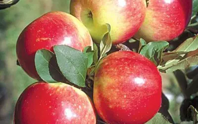 The Zestar! Apple: A Crisp, Early-Season Favorite