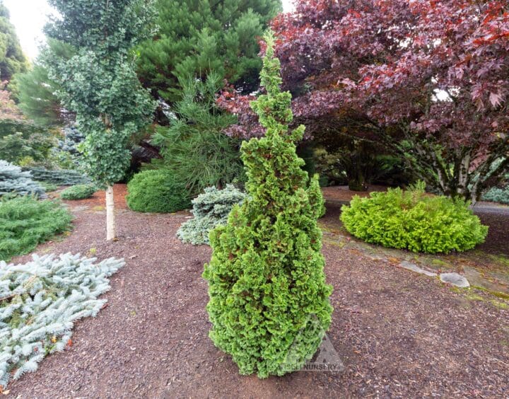 Kelsoki Spire Arborvitae