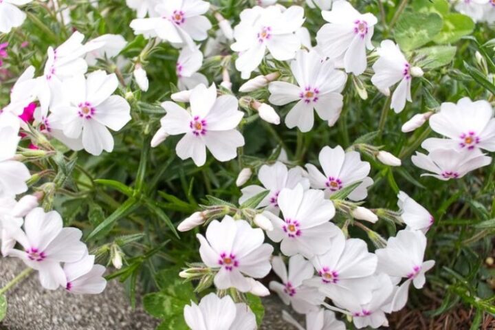 Amazing Grace Creeping Phlox - Image 2