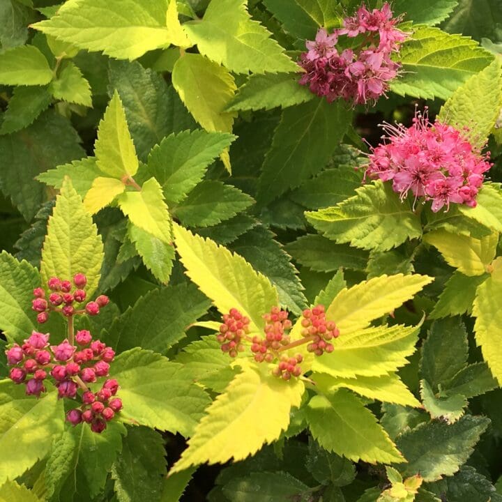 Lil' Sizzle Spirea - Image 2