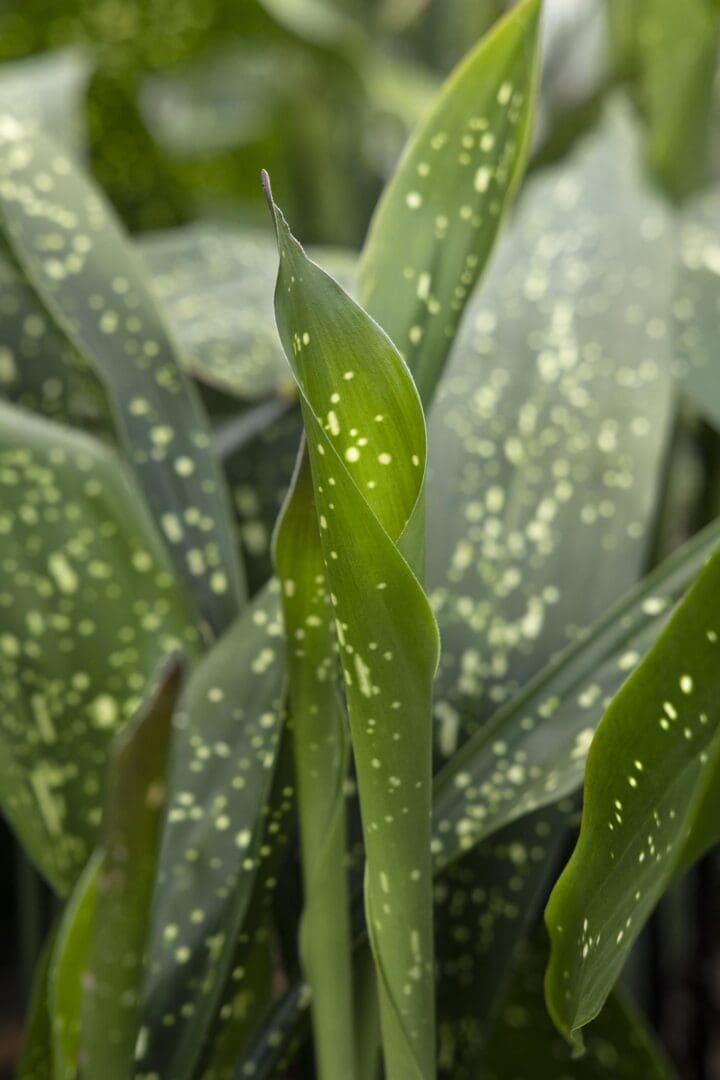 Spek-tacular Cast Iron Plant