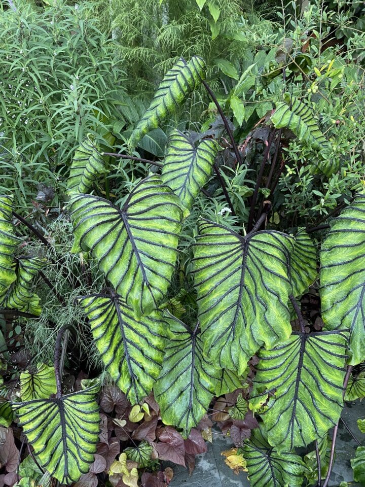 Pharaoh's Mask Colocasia - Image 3