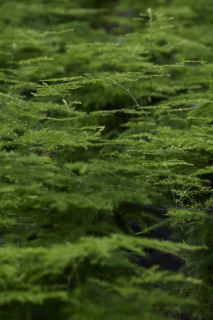 Climbing Aparagus Fern - Image 3