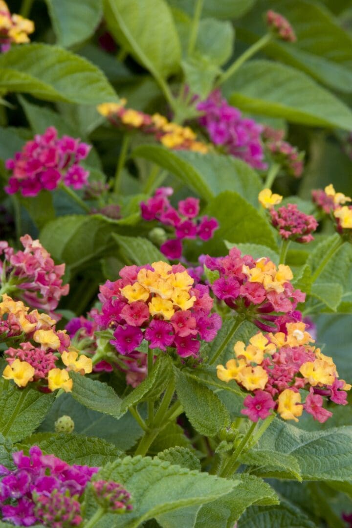 Teenie Genie Compact Lantana