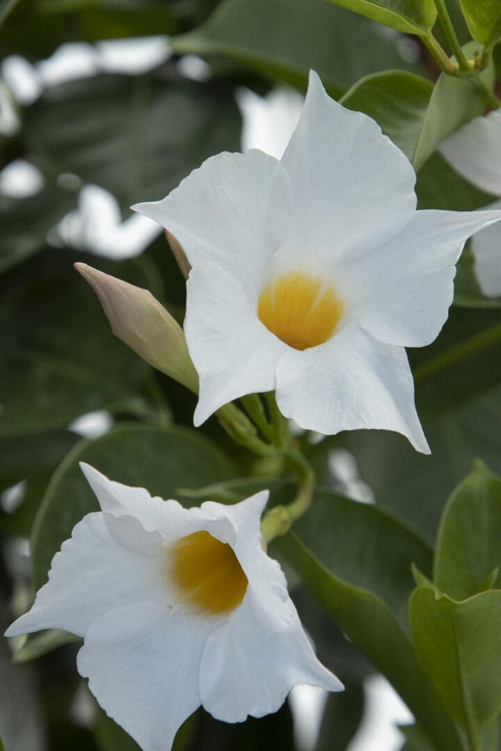 Sunvilla White Mandevilla