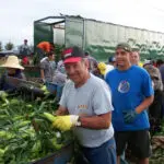 Pahl's Market Greenhouses